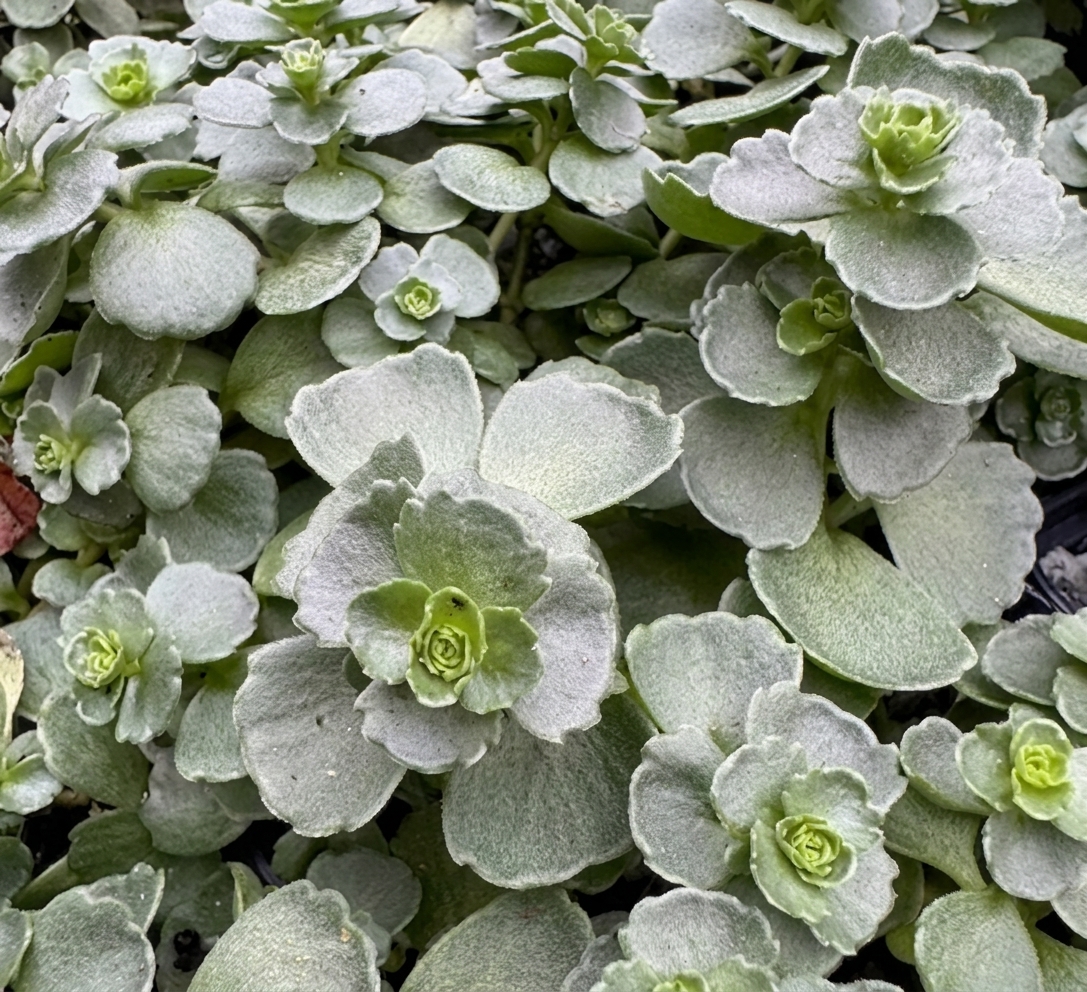 Sedum sieboldii